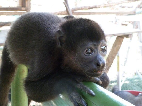 SIBU Wildlife Sanctuary