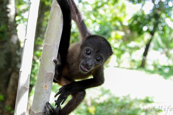 Nosara Refuge for Wildlife